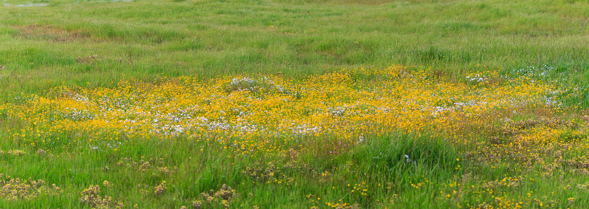 California’s Vernal Pools