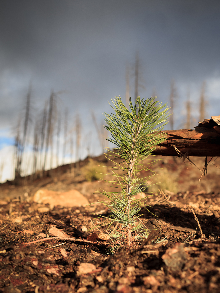 pine seedling in burn scar